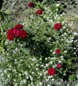 Red Det 80 ® Red Det 80 ®