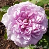 Novalis Novalis