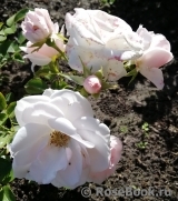Aspirin Rose Aspirin Rose