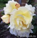 Goldener Olymp Goldener Olymp