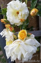Goldener Olymp Goldener Olymp