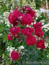 Starlet®-Rose Lola® Starlet®-Rose Lola®