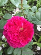 Darcey Bussell Darcey Bussell