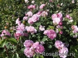 Mary Rose Mary Rose