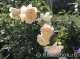 Crocus Rose® Crocus Rose®