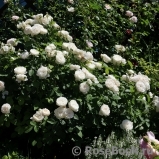 Glamis Castle® Glamis Castle®