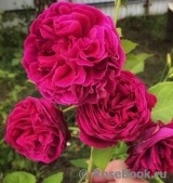 Falstaff® Falstaff®