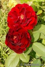 Rouge Meilland Rouge Meilland