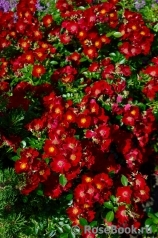 Bienenweide Rot Bienenweide Rot