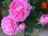 Mary Rose Mary Rose