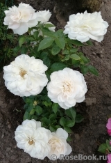 Lions Rose Lions Rose