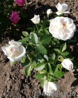 Lions Rose Lions Rose