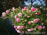 Starlet®-Rose Eva® Starlet®-Rose Eva®
