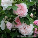 The Wedgwood Rose