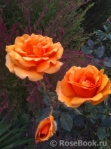 Ashram Ashram