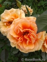 Ashram Ashram