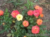 Mandarin Mandarin