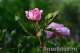 Alan Titchmarsh