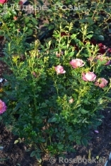 Briosa ® Briosa ®