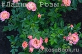 Briosa ® Briosa ®