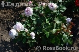 Herzogin Christiana ® Herzogin Christiana ®