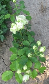 Luviana ® Luviana ®