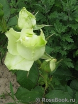 Luviana ® Luviana ®