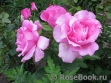 McCartney Rose, The McCartney Rose, The