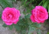 Johann Wolfgang von Goethe Rose® Johann Wolfgang von Goethe Rose®