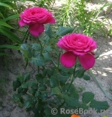 Johann Wolfgang von Goethe Rose® Johann Wolfgang von Goethe Rose®
