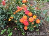 Mandarin Mandarin