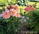 Rose La Rose des Impressionnistes Rose La Rose des Impressionnistes