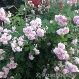 Lavender Lassie Lavender Lassie