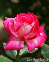 Rose Gaujard Rose Gaujard