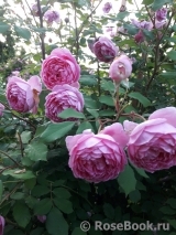 Alan Titchmarsh Alan Titchmarsh
