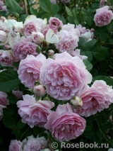 Lavender Lassie Lavender Lassie
