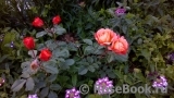 Westerland Westerland