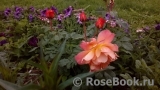 Westerland Westerland