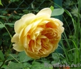 Golden Celebration® Golden Celebration®