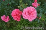 Rosarium Uetersen Rosarium Uetersen