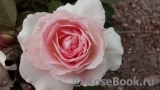 Morden Blush