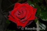 Black Baccara Black Baccara
