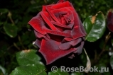 Black Baccara Black Baccara
