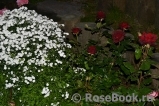 Black Baccara Black Baccara