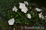 Aspirin Rose Aspirin Rose
