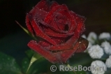 Black Baccara Black Baccara