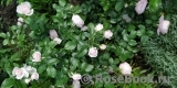 Hans Gonewein Rose Hans Gonewein Rose