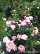 The Alnwick Rose The Alnwick Rose
