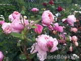 The Alnwick Rose The Alnwick Rose