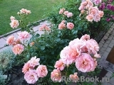 Rose La Rose des Impressionnistes Rose La Rose des Impressionnistes